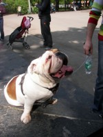 /album/foto-zhivotnyj-mir/kharkov-013-jpg/